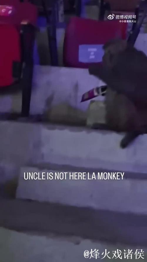 印度羽毛球公开赛观众席惊现猴子闯入 印度羽毛球公开赛观众席惊现猴子闯入