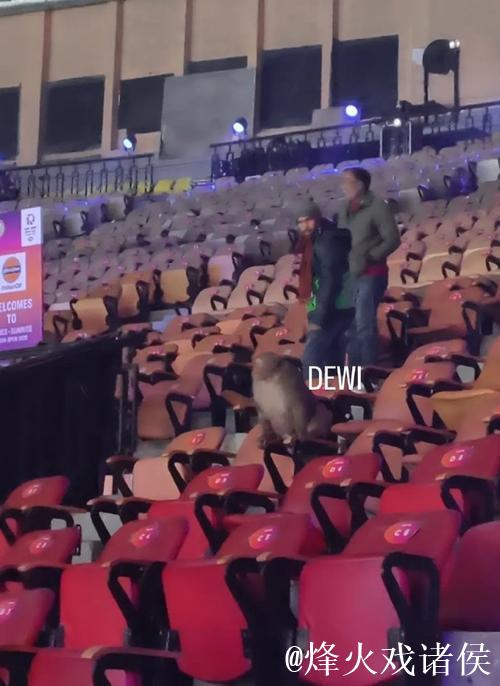 印度羽毛球公开赛观众席惊现猴子闯入 印度羽毛球公开赛观众席惊现猴子闯入